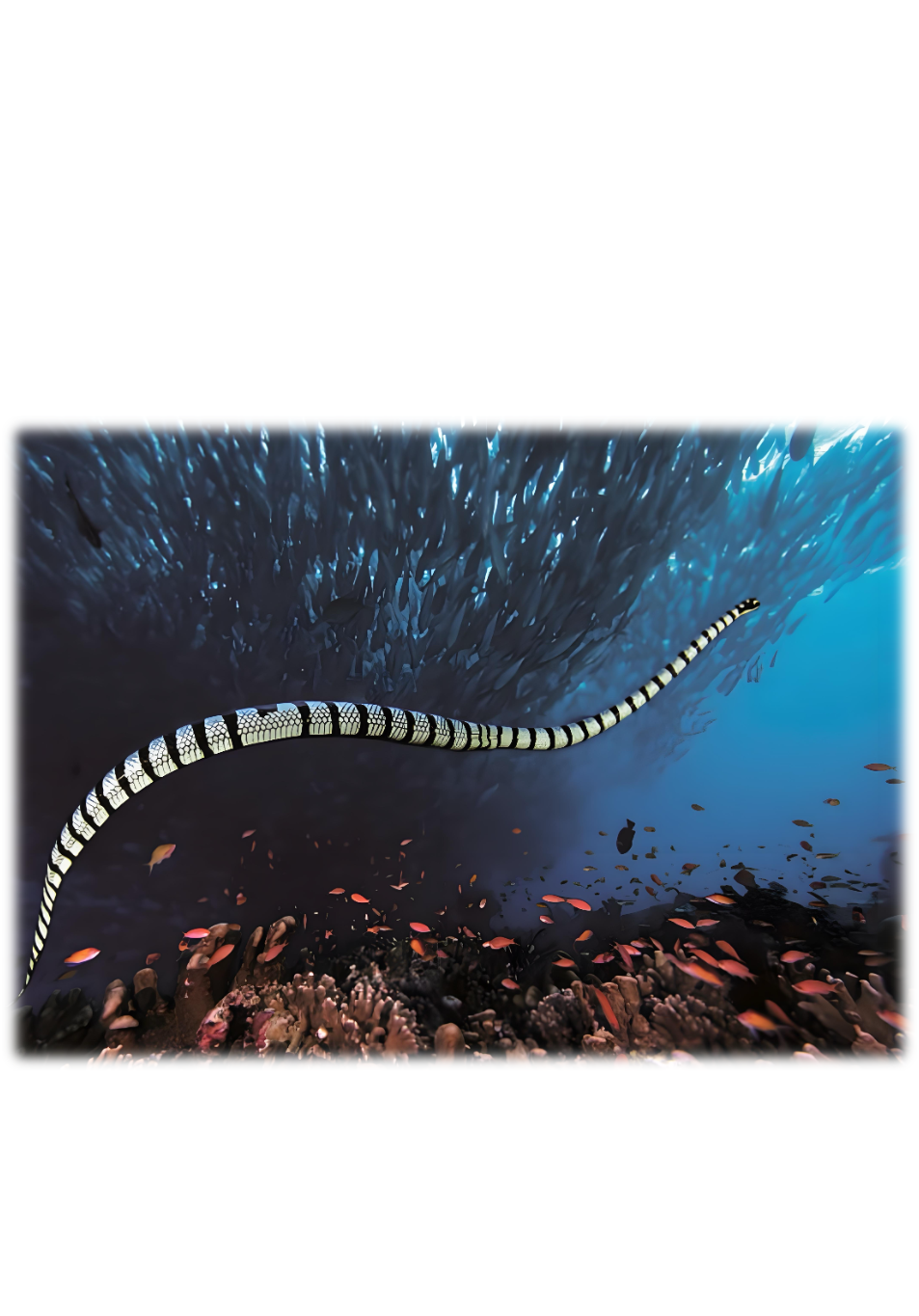 Underwater Robots